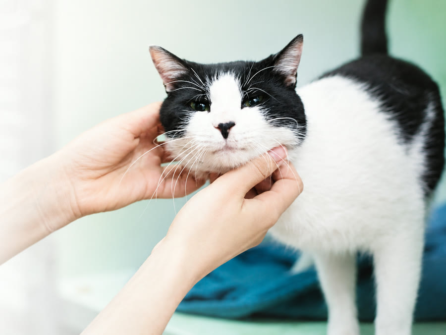 Dos manos acarician con suavidad a Piruli, un gato blanco y negro que se deja cuidar.
